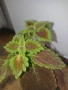 Копривка (Колеус) , снимка 1