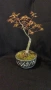 бонсай японски клен bonsai Acer palmatum , снимка 1