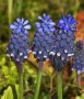 Muscari neglectum, снимка 2