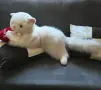 Огромно плюшено коте, снимка 3
