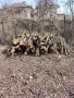 дърва за огрев, снимка 2