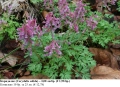 Коридалис, плътногрудеста лисичина (Corydalis solida) – грудки, снимка 1