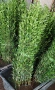 Лигуструм за жив плет , снимка 1