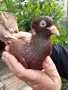 Паламарски гълъби , снимка 2