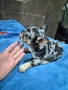 френски булдоци, снимка 3