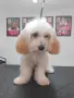 Малтипу Maltlpoo, снимка 3