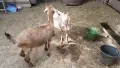 Продавам млади ярета , снимка 4