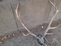 Рога от елен, снимка 5