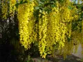 Златен дъжд (Laburnum anagyroides), снимка 3