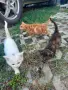 Подаряваме котета., снимка 8