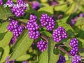 Каликарпа (Callicarpa, Beautyberry)
