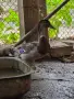 Мъжки диви патици, снимка 2
