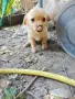 Подарявам 3бр малки кученца, снимка 4