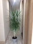 Драцена, снимка 2