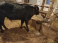 Свободни 2 мъжки месодайни телета, снимка 3