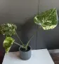 Monstera Thai Constellation /Монстера Тай Констеллейшъ, снимка 5