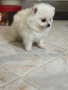 Померан мини, снимка 2