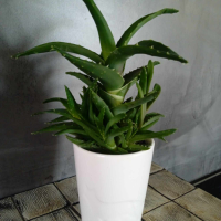 екзотично растение от остров Капри,  Италия, в бяла керамична саксия, снимка 3 - Стайни растения - 44920403