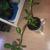 Crassula ovata , снимка 3 - Стайни растения - 44517009