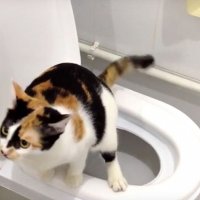 Да научим котката да ходи в човешката тоалетна! котешка коте, снимка 6 - За котки - 29790017