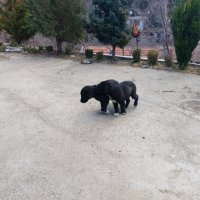 Подарявам малки Кученца. Пловдивско , снимка 9 - Бо - 44168338