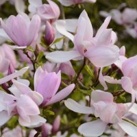 Магнолия Пинки,  Magnolia Pinkie, снимка 2 - Градински цветя и растения - 40173369