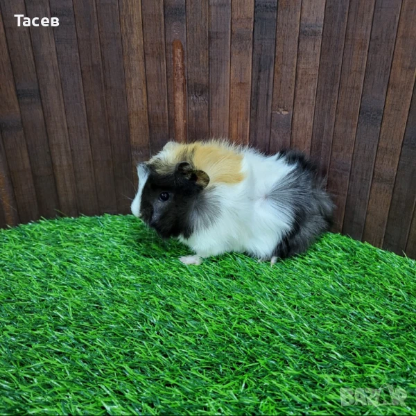 Морски свинчета, снимка 1