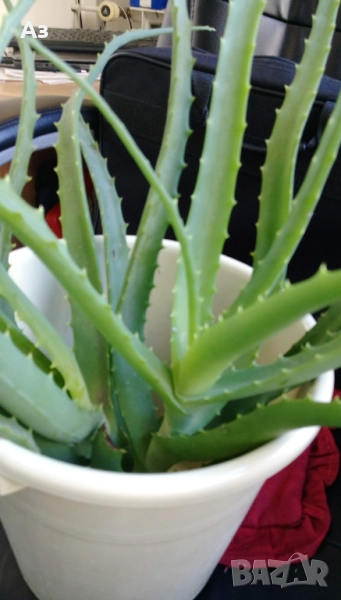 продавам цветя Алое лечебно, снимка 1