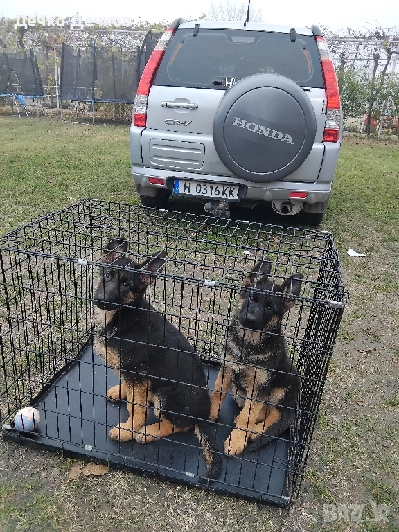 Породисти немски овчарки, снимка 1