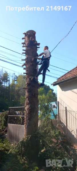 Рязане на опасни дървета всякакви , снимка 1