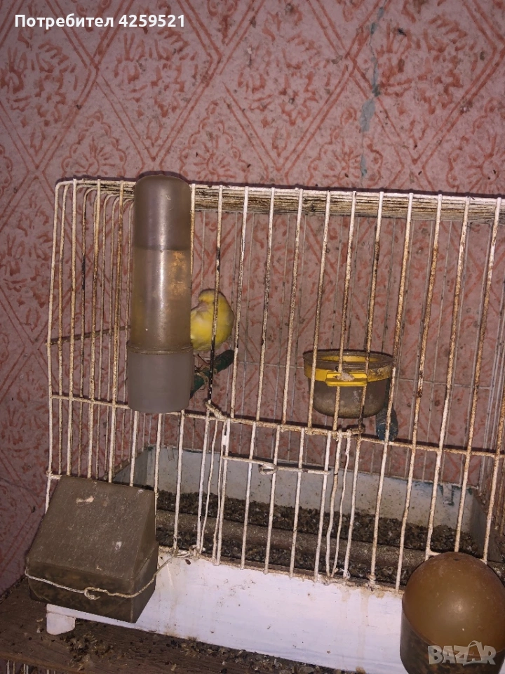 Канарче, снимка 1