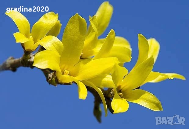 Форзиция, снимка 1