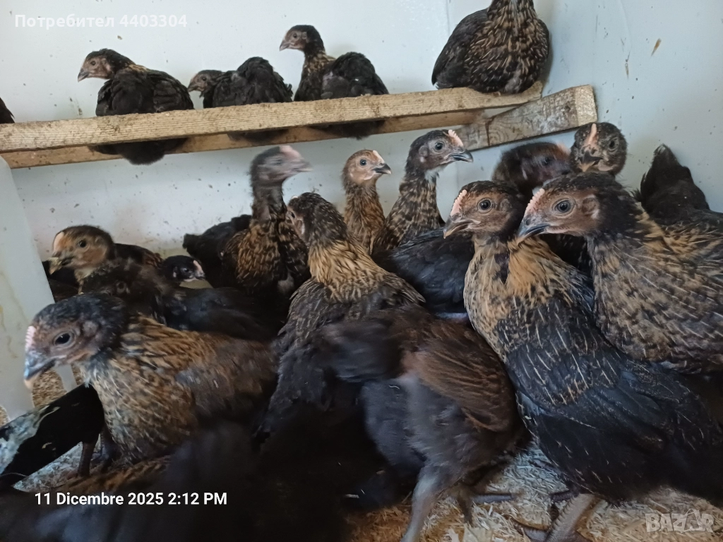 Пилета супер харко само женски , снимка 1