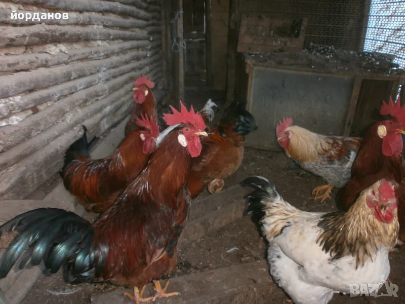 свободни петли, снимка 1