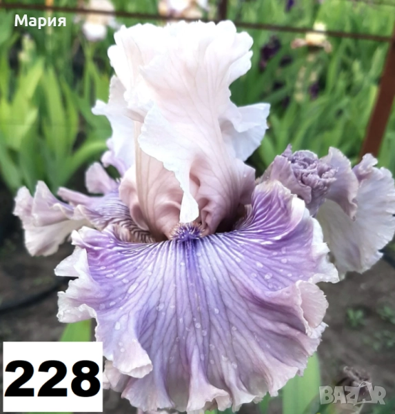 Сортови вискоки ириси /брадати ириси, снимка 1