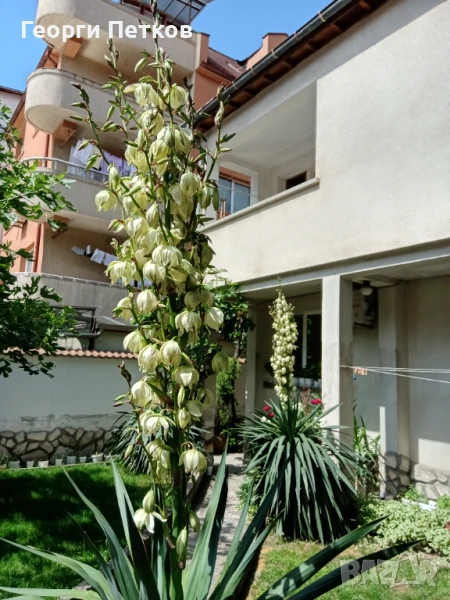 Палма Юка-студоустойчива-60-70см. , снимка 1