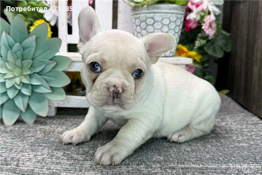 Игриви кученца френски булдог мъжки и женски, снимка 1