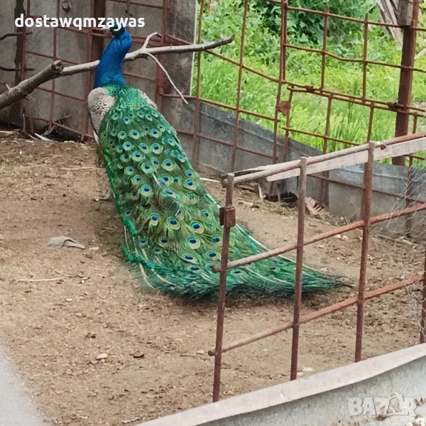 Продавам мъжки паун, снимка 1