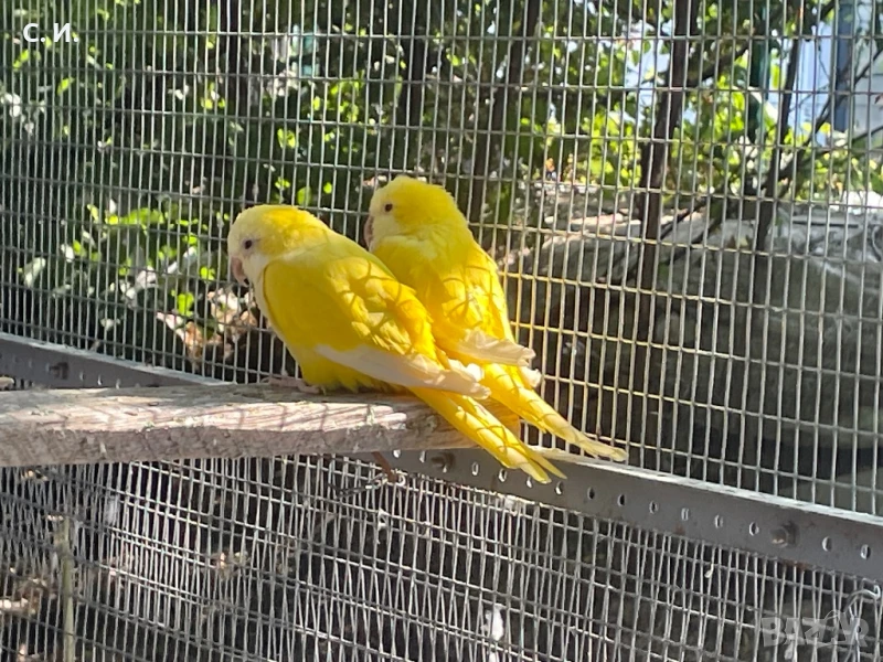 Чифт монаси лутино , снимка 1