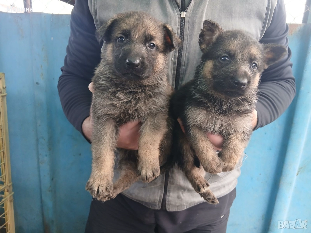 Немски овчарки мъжки и женски, снимка 1