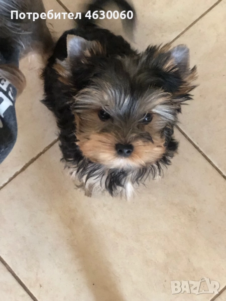 Момиченца, снимка 1