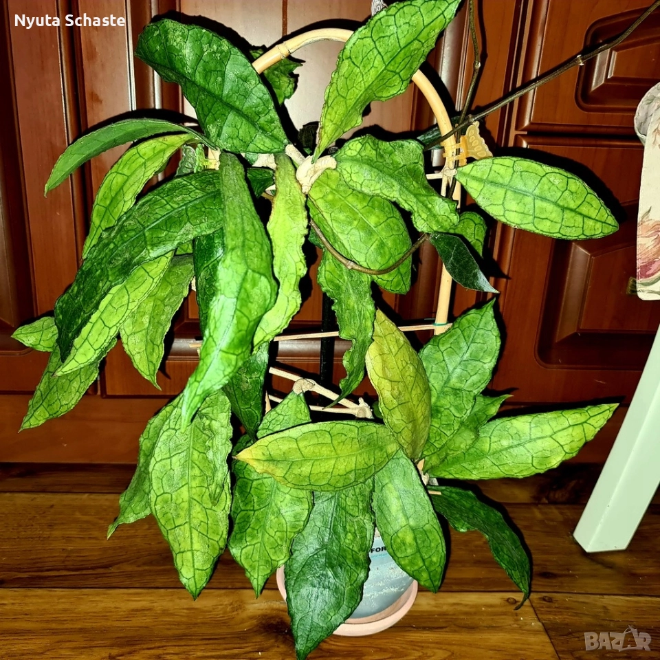 Hoya sp. DMC 5655 IML 1398 , снимка 1