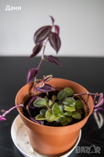 🌸 Африканска теменужка с розов цвят + Традесканция Зебрина – 2 растения в 1 саксия 🌿, снимка 1