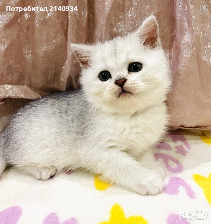 Чистокръвен британски, сръбрена чинчила. Мъжко, снимка 1