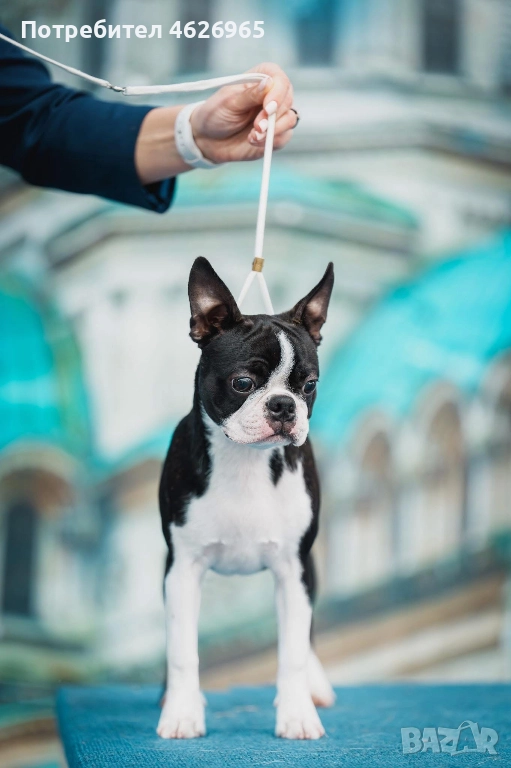 Бостън териер, снимка 1