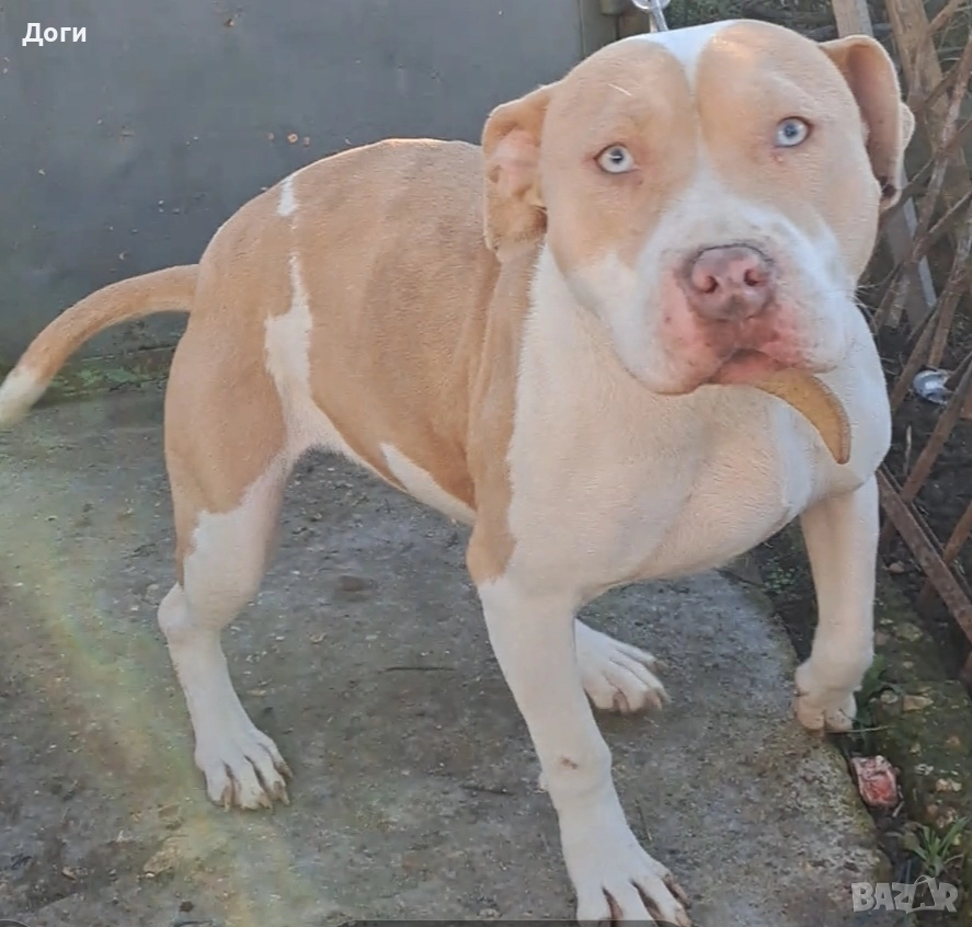 Продавам Питбул (сини очи), снимка 1