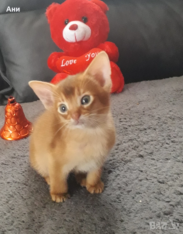 НОВОГОДИШНА ПРОМОЦИЯ.АБИСИНСКО КОТЕНЦЕ, снимка 1