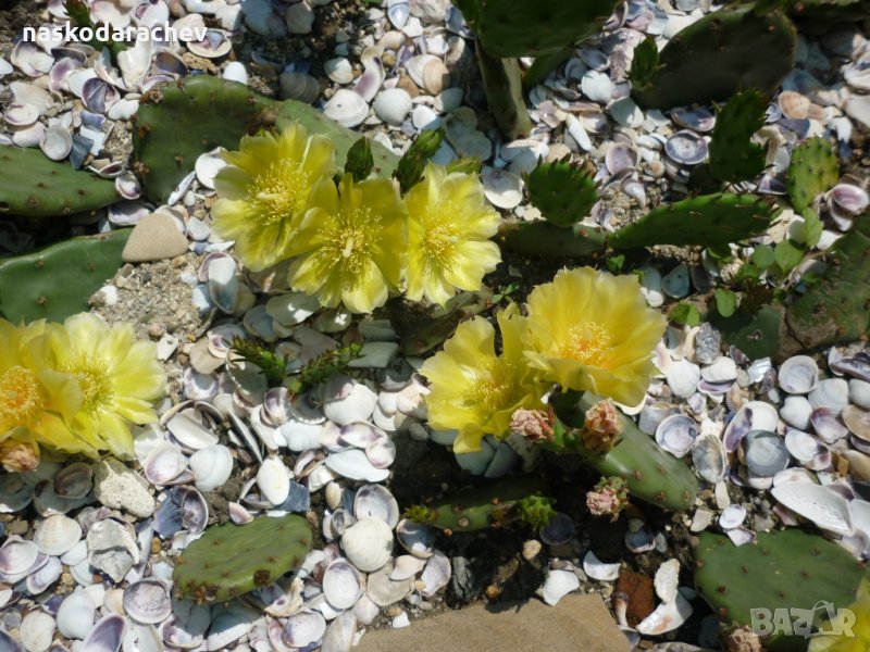 Студоустойчиви кактуси Опунция (Бодлива круша) подходящи за Вашата красива градина, снимка 1