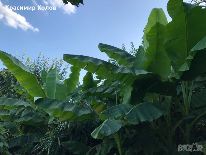 Банан японски студоустойчив Musa basjoo, декоративни, бързорастящи, снимка 1