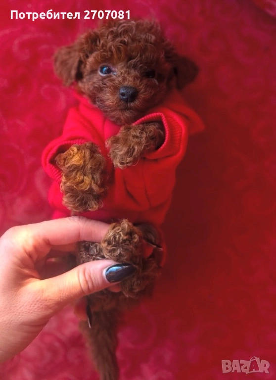 Той пудел, снимка 1